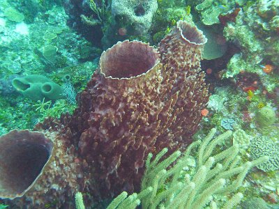 Diving Pictures Of Roatan
